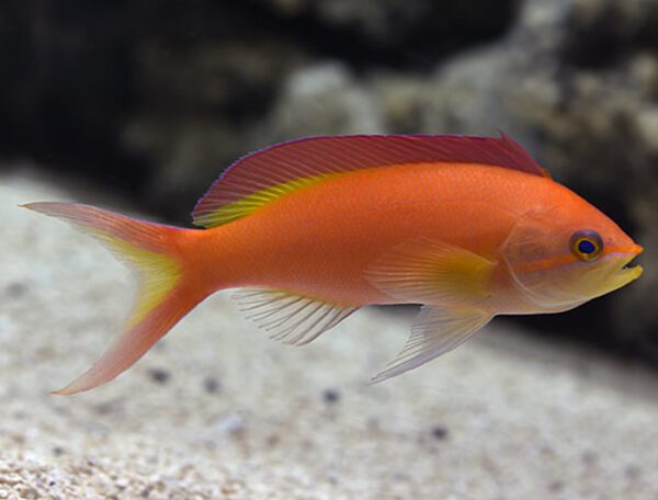 Ignitus Anthias