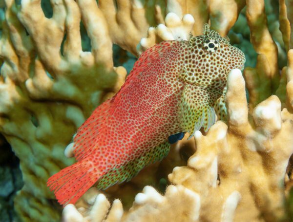 Leopard Blenny