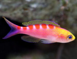 Red Saddled Anthias