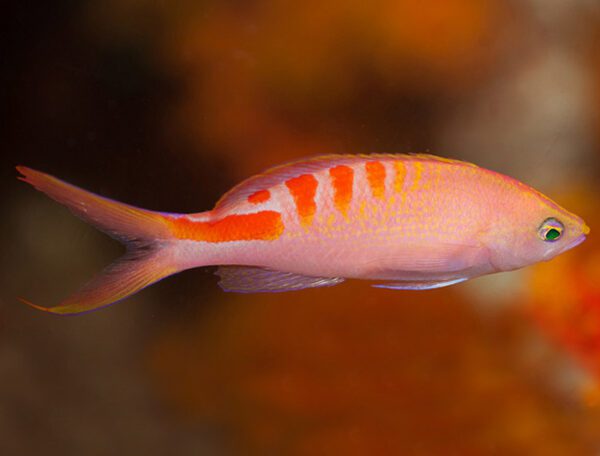 Lori's Anthias