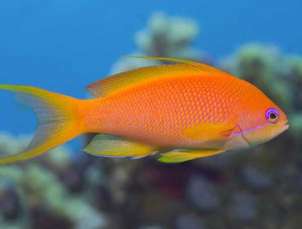 Lyretail Anthias Female