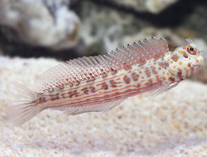 Orange Spotted Blenny