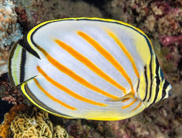 Ornate Butterflyfish