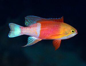 Pictilis Anthias (Male)