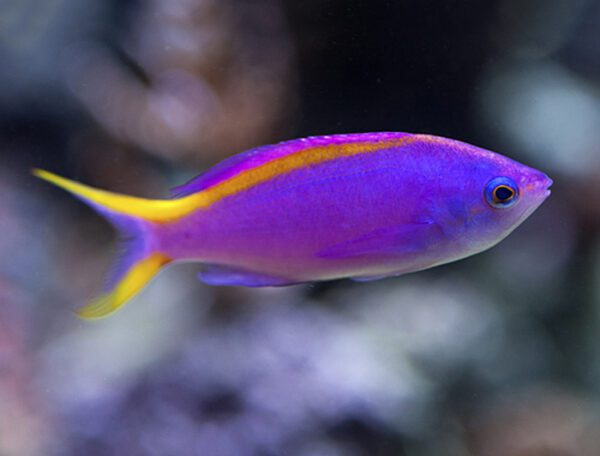 Purple Queen Anthias