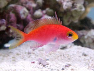 Randalls Anthias