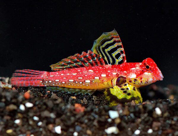 Red Dragonet Blenny