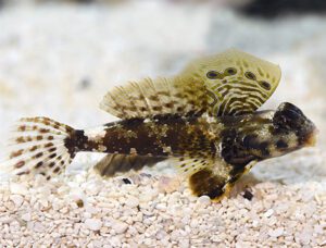 Scooter Blenny