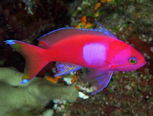 Square Spot Anthias