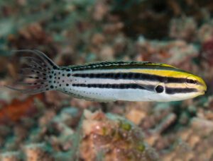 Striped Fang Blenny