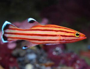 Swissguard Basslet