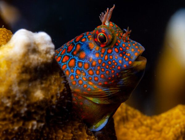 Tessellated Blenny