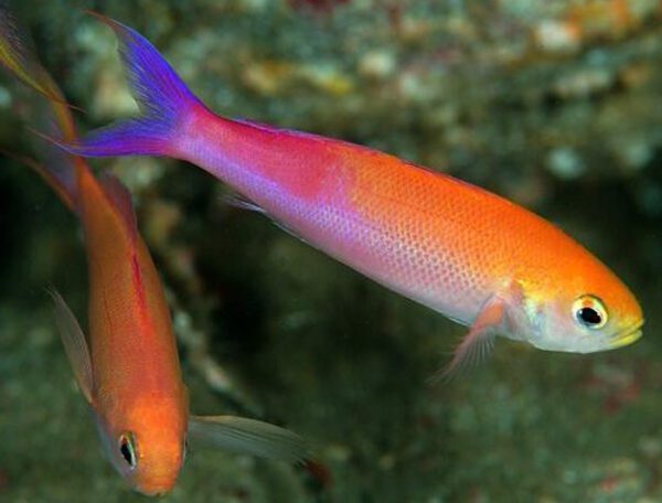 Waitei Anthias