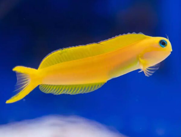 Yellow Midas Blenny