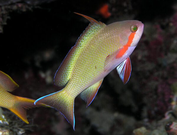 Huchtii Anthias