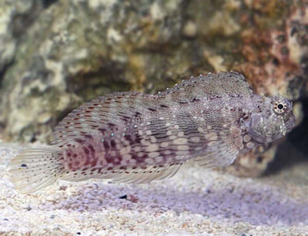 Sailfin Blenny