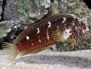 Starry Blenny