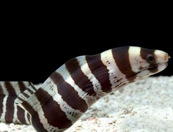 Banded Moray Eel