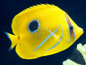 Bennets Butterflyfish