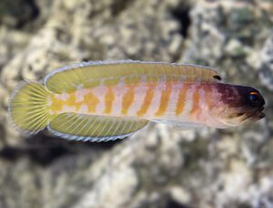 Black Cap (Tiger) Jawfish