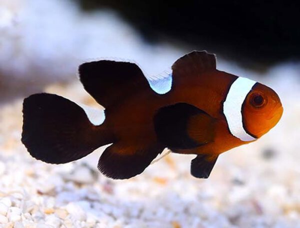 Black Longfin Misbar Clownfish