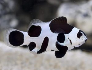 Black Storm Clownfish