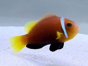 Blackfoot Rose Skunk Clownfish