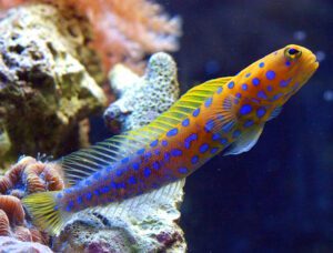 Bluespot Jawfish