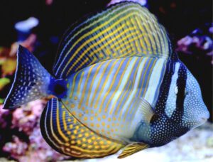 Desjardini Sailfin Tang