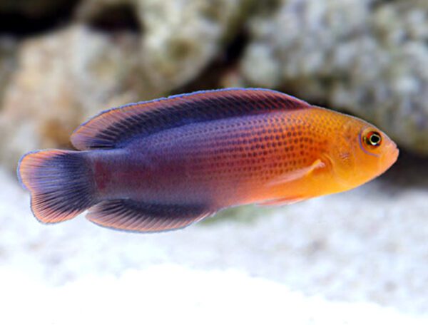 Dilectus Dottyback