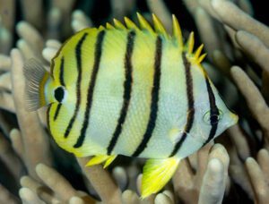 Eight Banded Butterflyfish