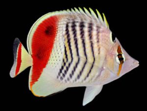 Red Sea Eritrean Butterflyfish