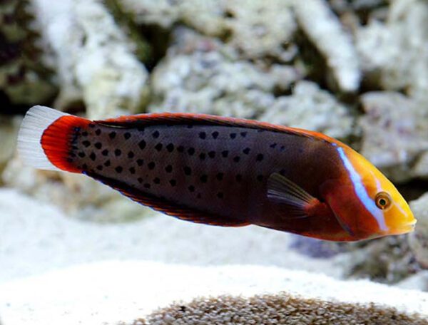 Formosa Wrasse Adult