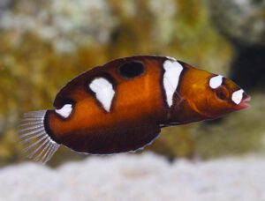 Formosa Wrasse Juvenile