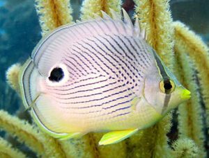 Four Eyed Butterflyfish