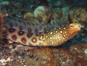 Gold Spotted Snake Eel