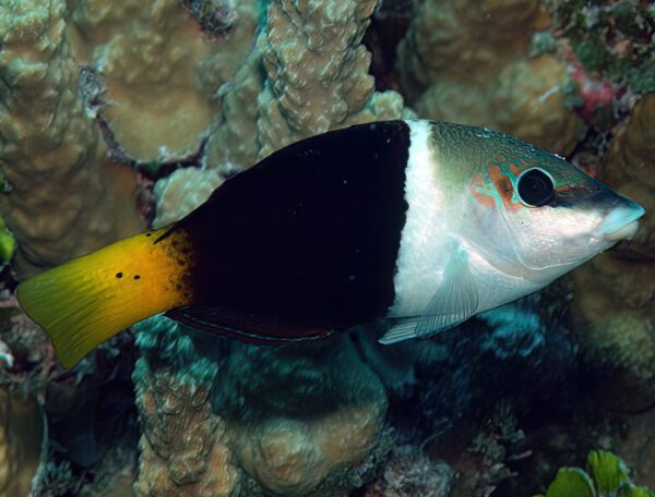 Half and Half Banner Wrasse