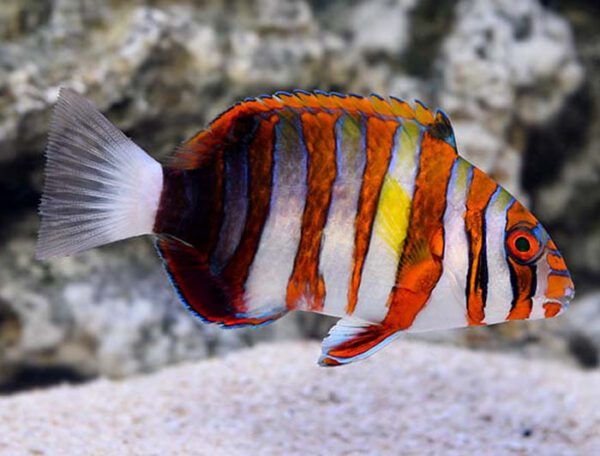 Harlequin Tusk Wrasse