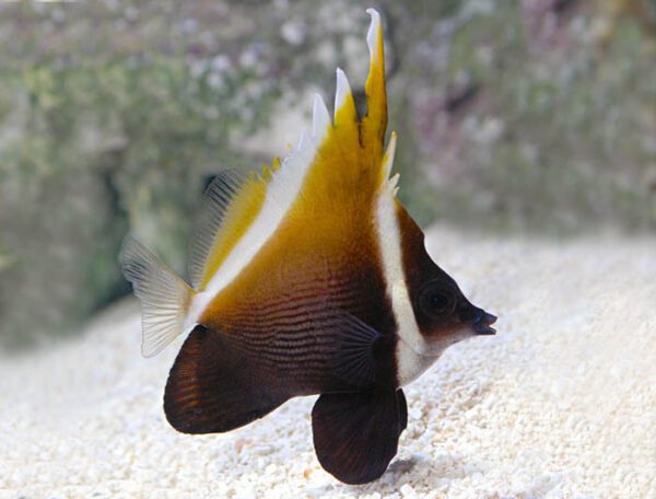 Heniochus Brown Butterflyfish