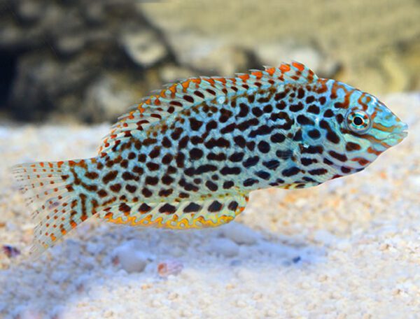 Leopard Wrasse