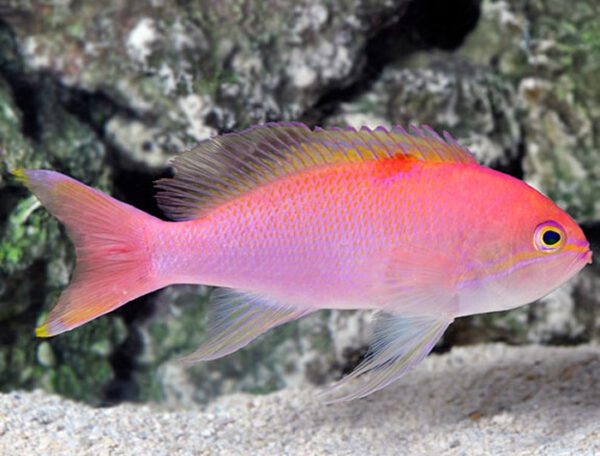 Lunate Anthias