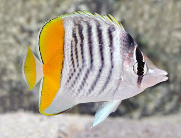 Mertensii Butterflyfish