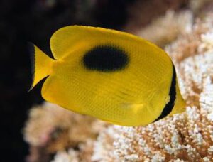 Mirror Butterflyfish