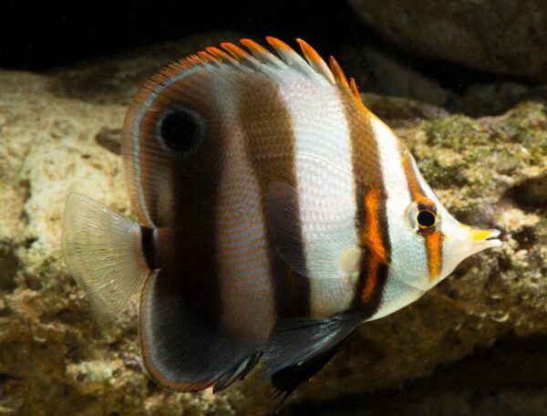 Mulleri Butterflyfish