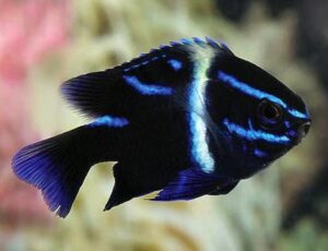 Neon Velvet Damselfish