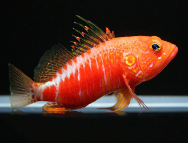 Pelicier Hawkfish