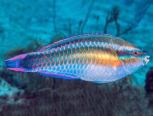 Princess Parrotfish