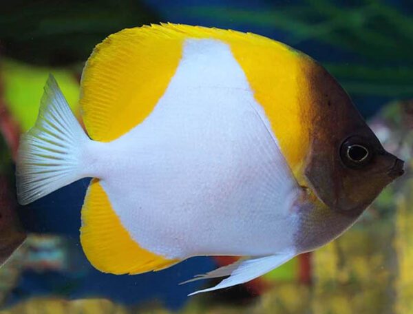 Pyramid Butterflyfish