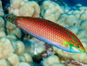 Red Christmas Wrasse