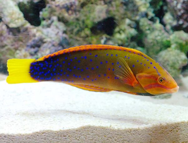 Red Coris Wrasse Adult